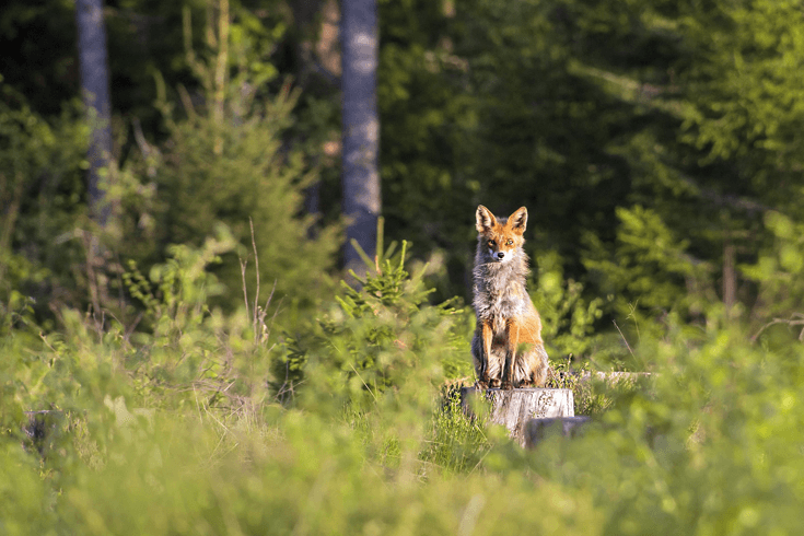 Fuchs im Wald